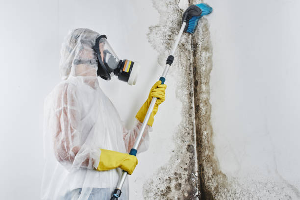 Mold Removal for HVAC Installations